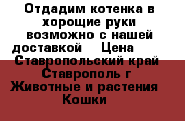 Отдадим котенка в хорощие руки(возможно с нашей доставкой) › Цена ­ 10 - Ставропольский край, Ставрополь г. Животные и растения » Кошки   